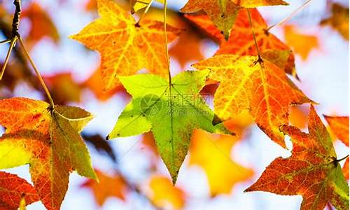 秋天的树叶多姿多彩造句二年级_秋天的树叶