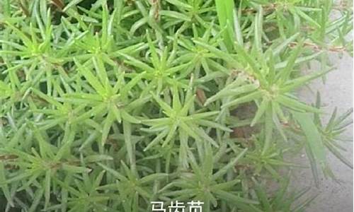 奇花异果的造句_奇花异草造句子简单概括