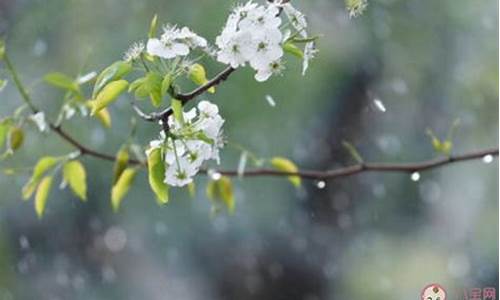 梨花带雨打一生肖_梨花带雨出处