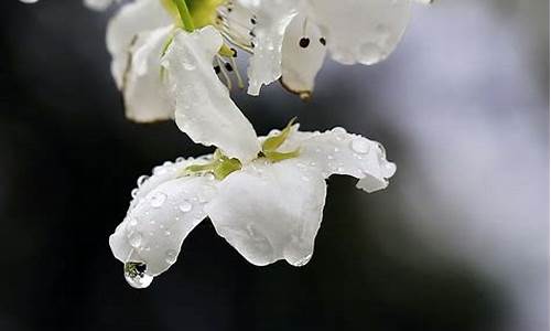 梨花带雨猜一生肖_梨花带雨打一生肖