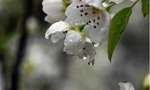 雨打梨花的意思_雨打梨花的意思打一肖